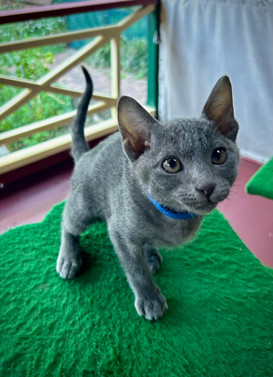 Gallileo at 11 weeks old